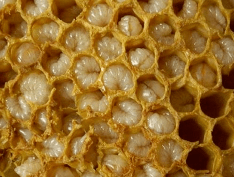 Apiculture