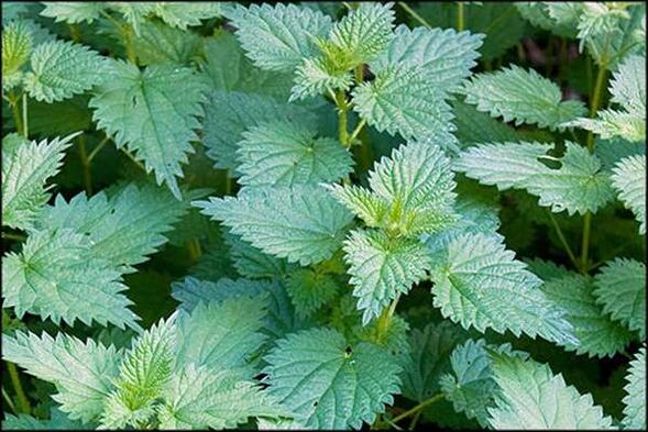 Nettle is a folk remedy that improves the sexual function of men