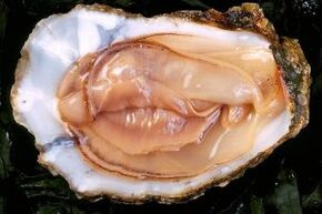 Oyster is a powerful stimulant for sexual drive